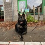 Cão em frente a uma escola; fotografia ilustrativa de arquivo